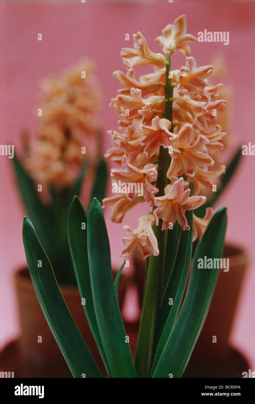 Hyacinthus 'Gipsy Queen', giacinto Foto Stock