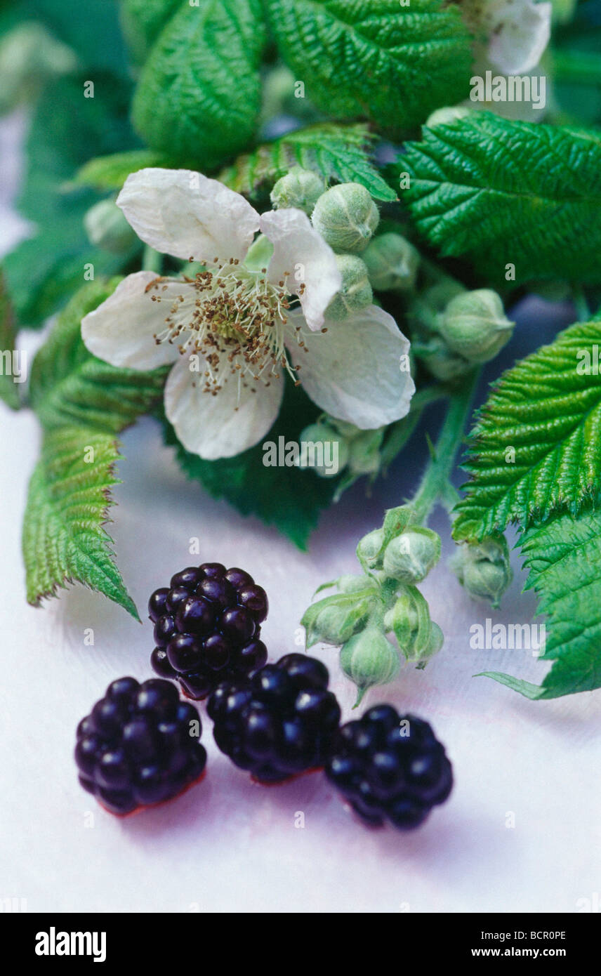 Rubus ulmifolius, Blackberry Foto Stock