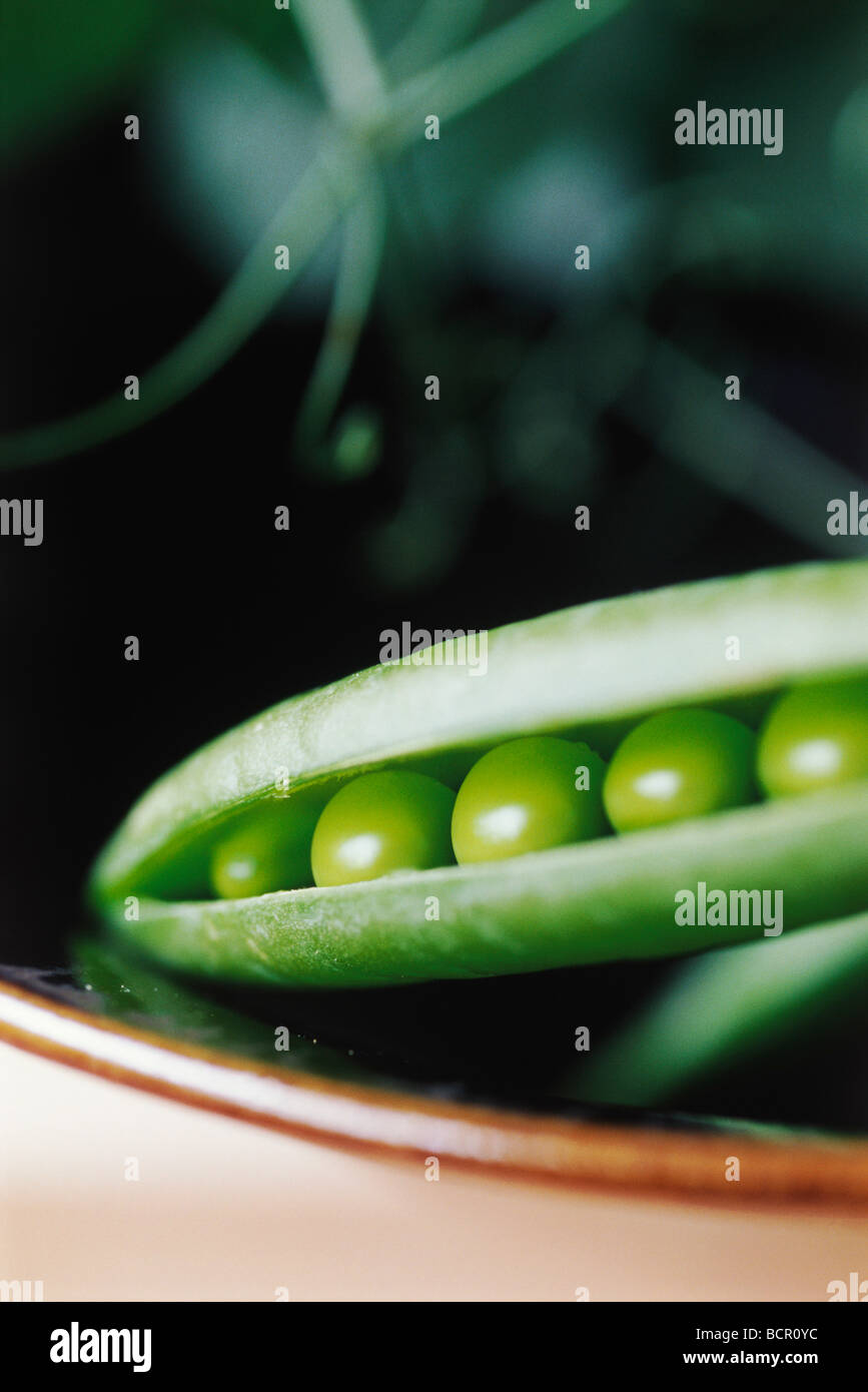 Il segnale di PEA pisum sativum Kelvedon meraviglia Foto Stock