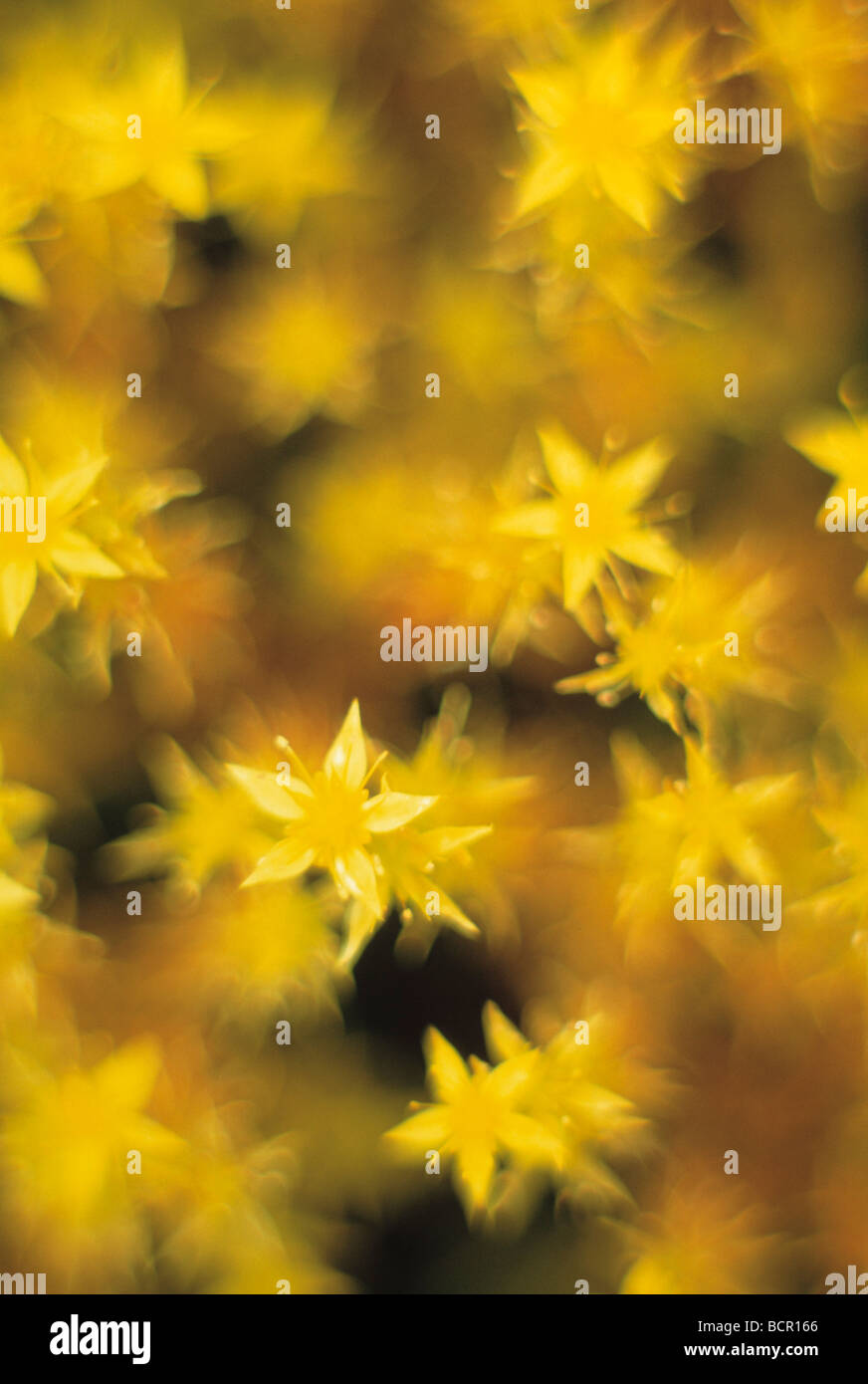 Sedum reflexum "Angelina", Angelina stonecrop Foto Stock