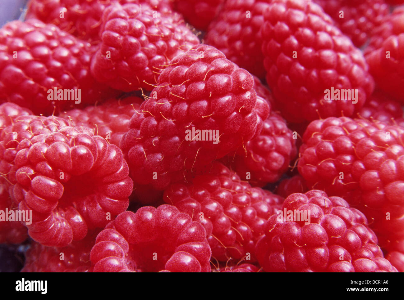 Rubus idaeus 'Tulameen', lampone Foto Stock