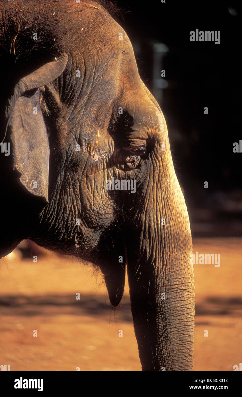 Primo piano di elefante indiano in un zoo Foto Stock