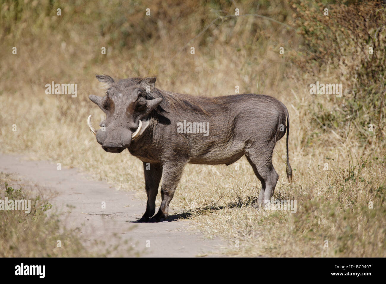 Warthog, Sud Africa Foto Stock