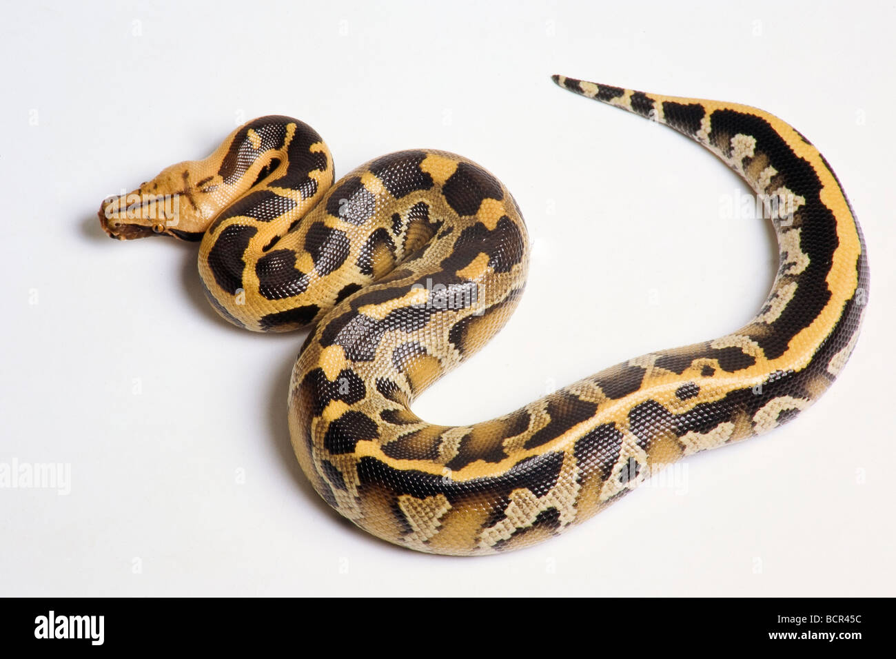 Borneo sangue Python Foto Stock