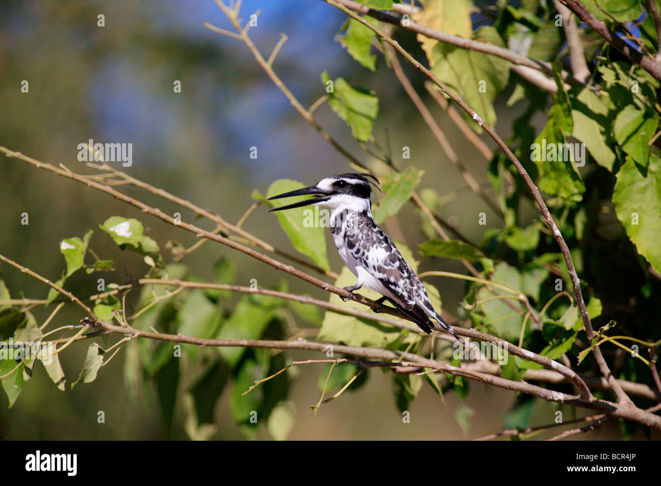Pied Kingfisher sul ramo Foto Stock