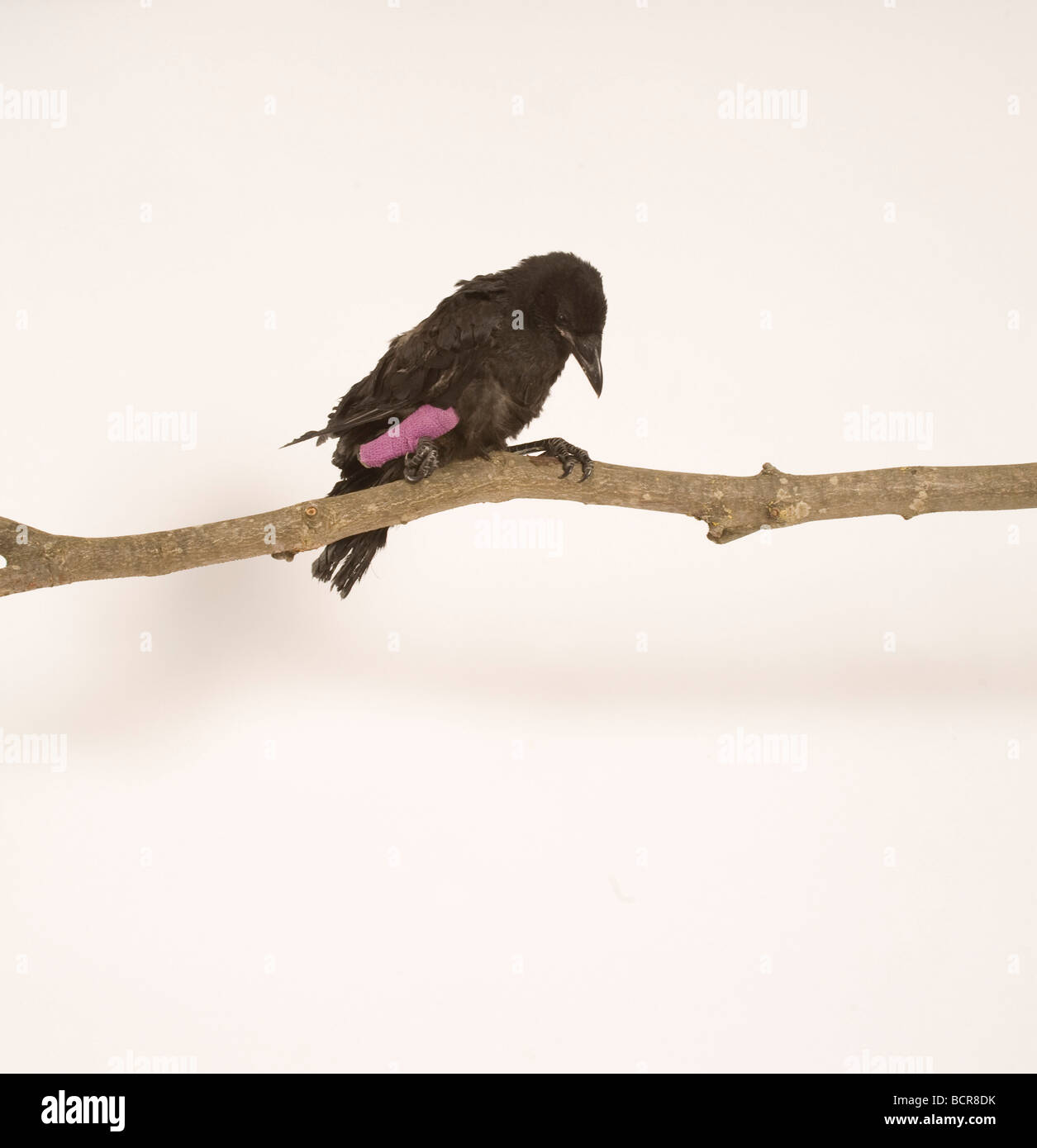 Carrion Crow, Corvus corone, capretti con parafango rotto appollaiato sul ramo Foto Stock