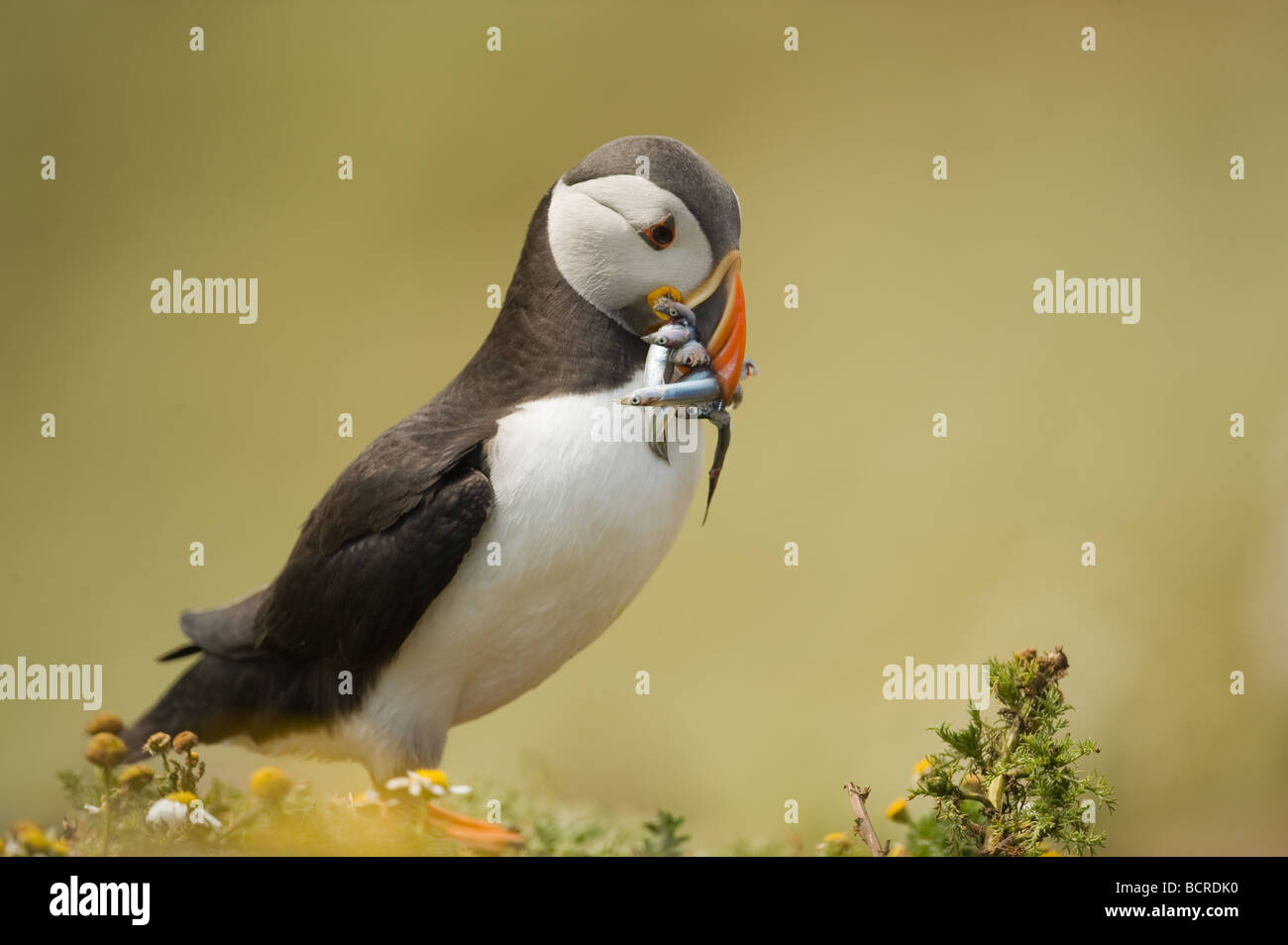 Puffin con pesce (Fratercula arctica) Foto Stock