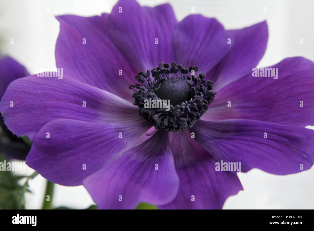 Anemone viola fiore Foto Stock