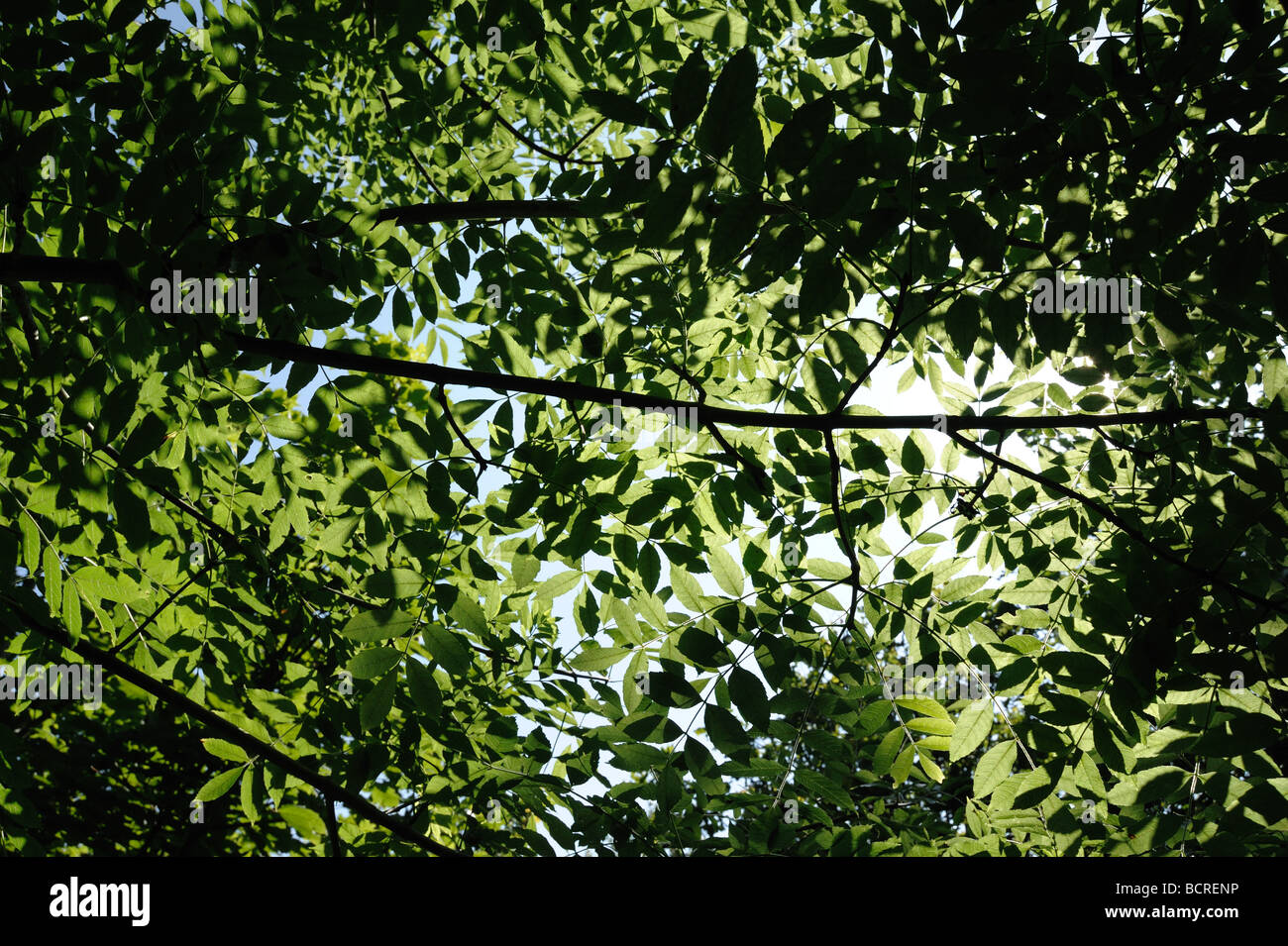Foglie giovani di cenere Fraxinus excelsior retroilluminati da luce solare Foto Stock