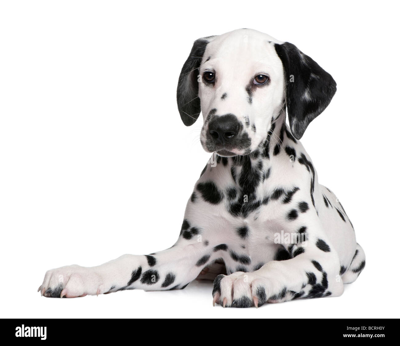Grazioso cucciolo dalmata sdraiato immagini e fotografie stock ad alta risoluzione - Alamy