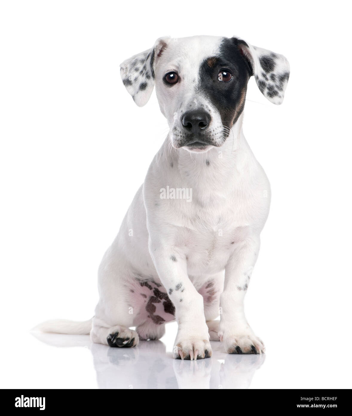 Jack Russell cucciolo seduto davanti a uno sfondo bianco, studio shot Foto Stock