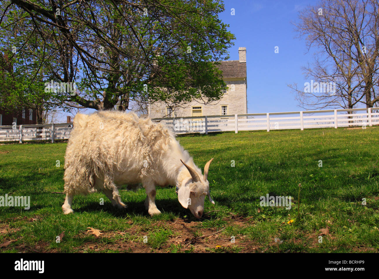 Le pecore mangiano al pascolo nella parte anteriore del vecchio negozio di pietra a Shaker Borgo di Colle Ameno Harrodsburg Kentucky Foto Stock