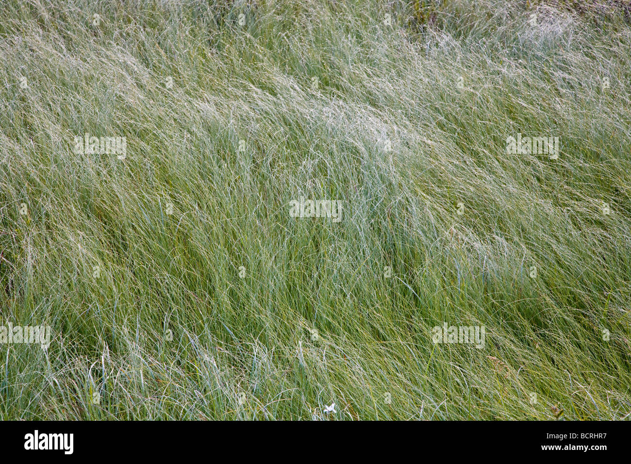 Close up di tipo erba erbacce nelle Montagne Adirondack di New York Foto Stock