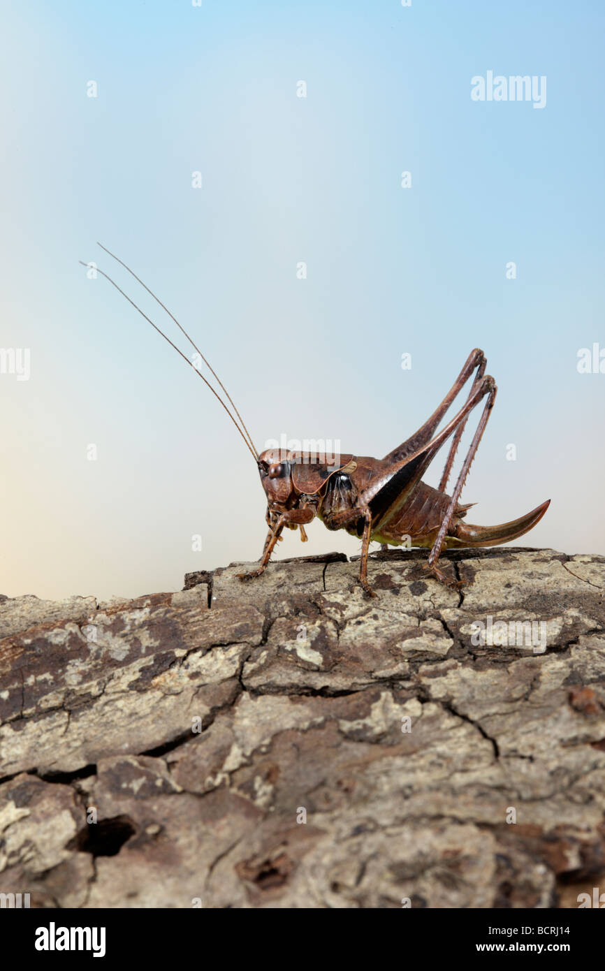 Femail Dark Bush cricket Pholidoptera griseoaptera Foto Stock
