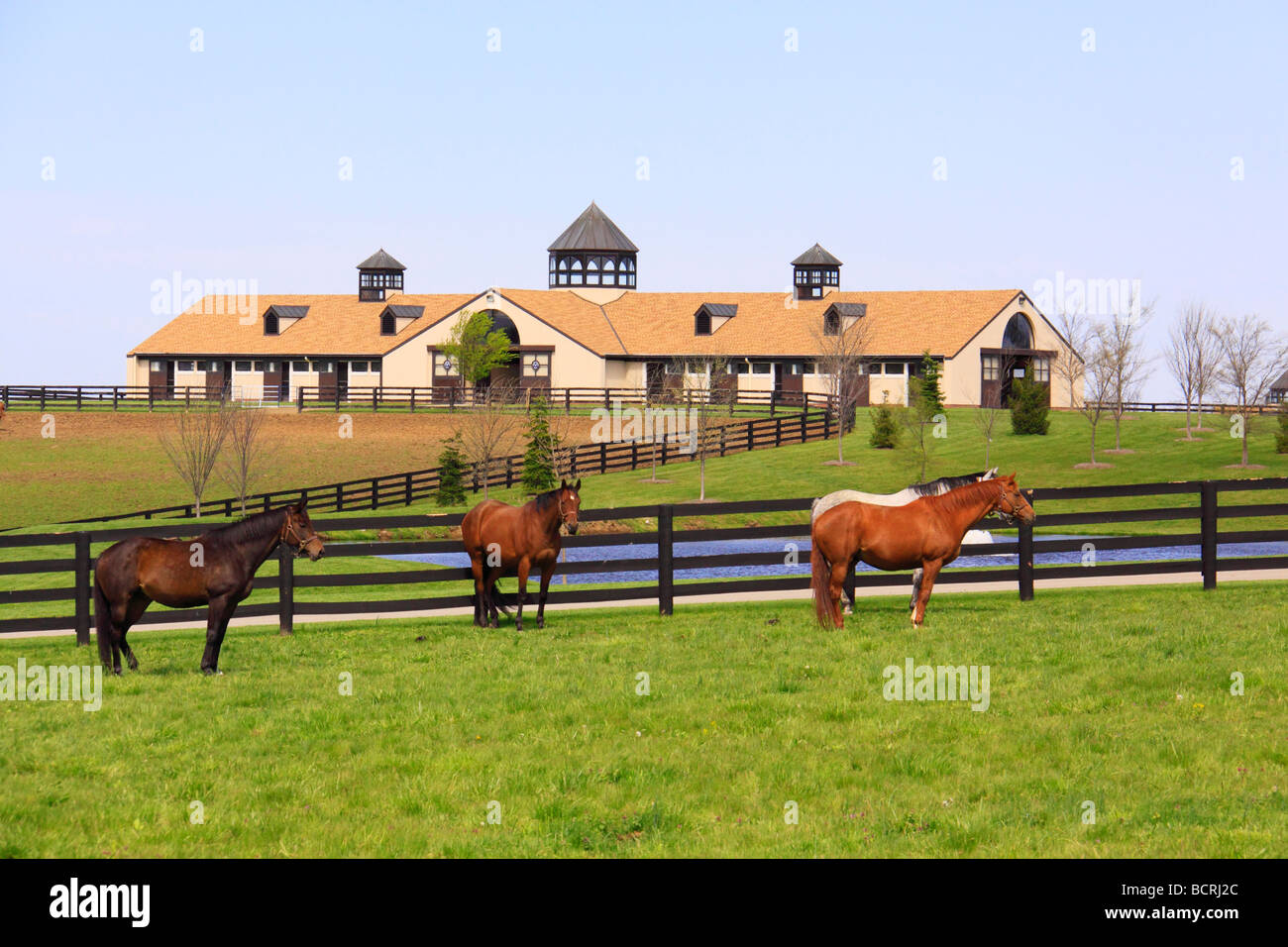 Cavalli in pascolo di horse farm in Lexington Kentucky Foto Stock