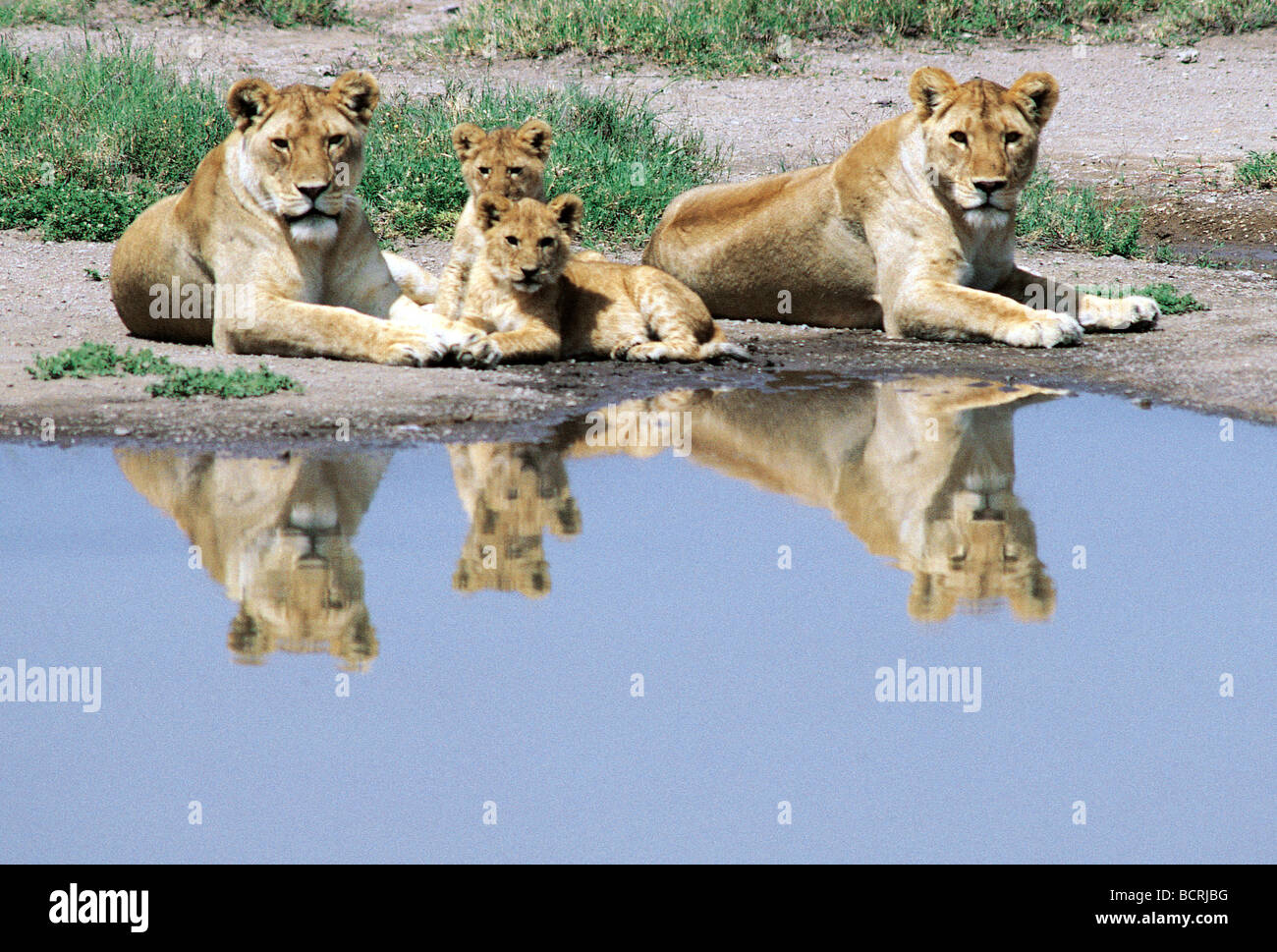 Due leonesse e due cuccioli con le loro riflessioni a una piscina nel parco nazionale del Serengeti Tanzania Africa orientale Foto Stock