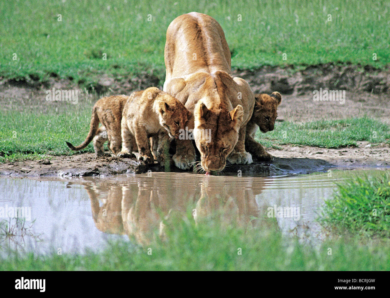 Leonessa e lupetti potabile piscina nel parco nazionale del Serengeti Tanzania Africa orientale Foto Stock