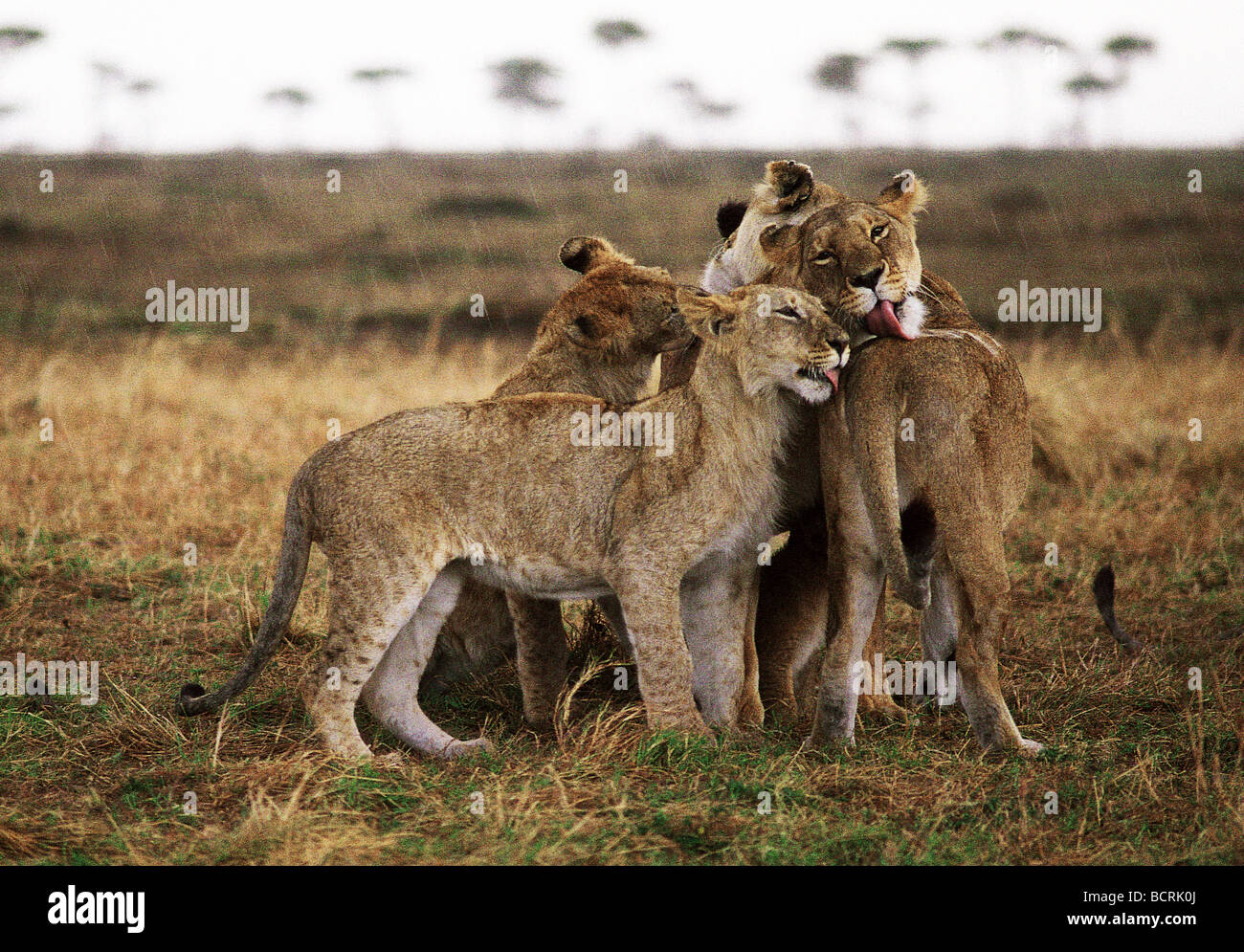 Leonesse e lupetti leccare ogni altro durante la pioggia Masai Mara riserva nazionale del Kenya Africa orientale Foto Stock