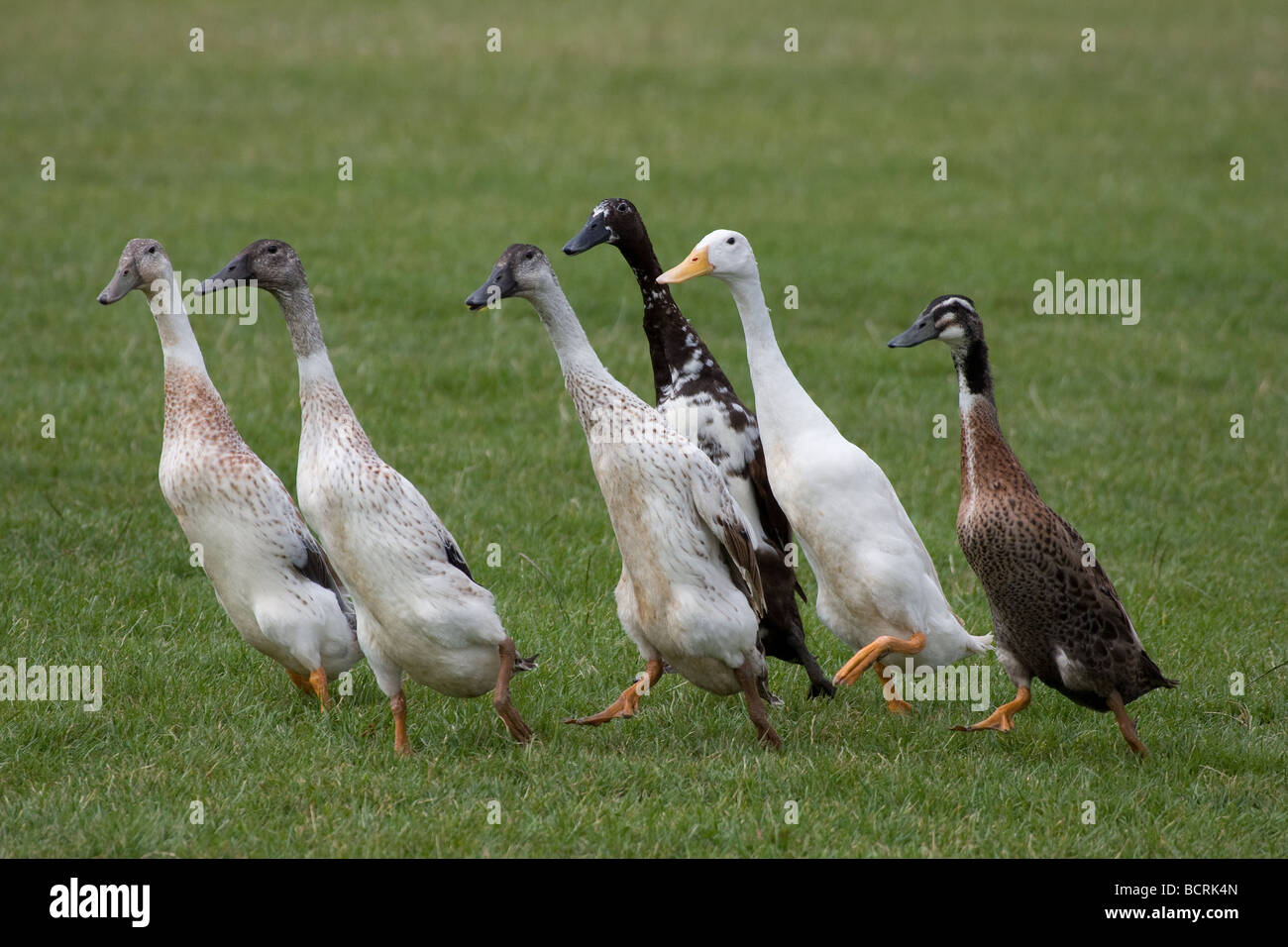 Gruppo esecuzione di lunga colli runner indiano anatre Lambeth Paese mostrano, Brockwell Park, Tulse Hill, London, England, Regno Unito, Europa Foto Stock