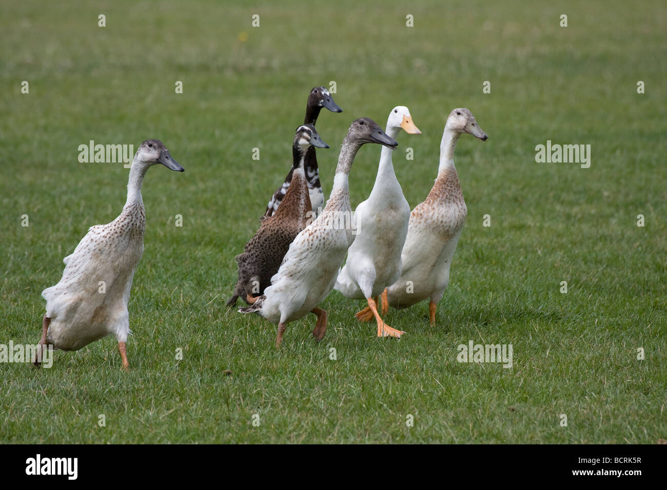 Gruppo esecuzione di lunga colli runner indiano anatre Lambeth Paese mostrano, Brockwell Park, Tulse Hill, London, England, Regno Unito, Europa Foto Stock
