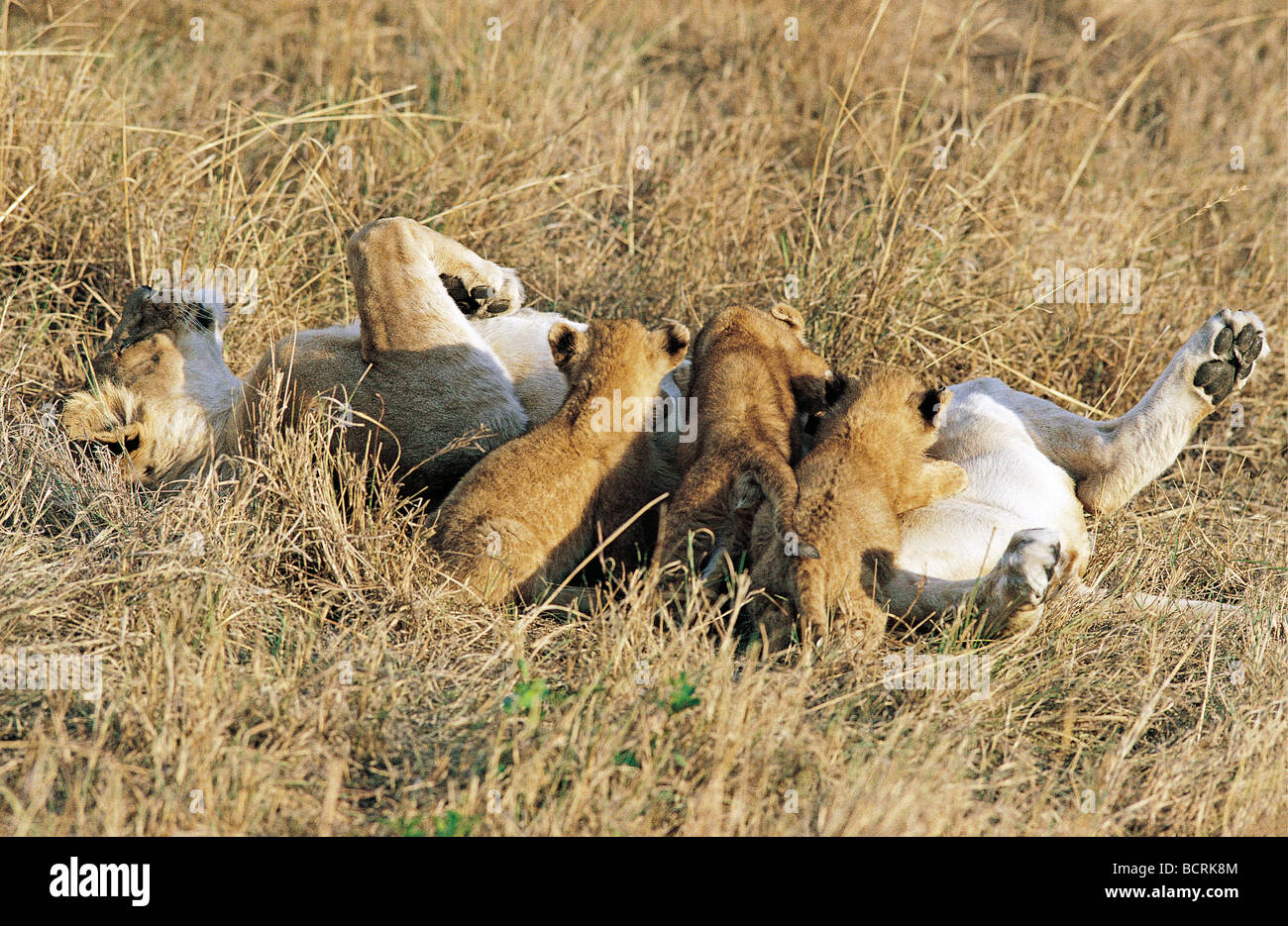 Leonessa sdraiato rilassato con tre cuccioli allattamento Masai Mara riserva nazionale del Kenya Africa orientale Foto Stock