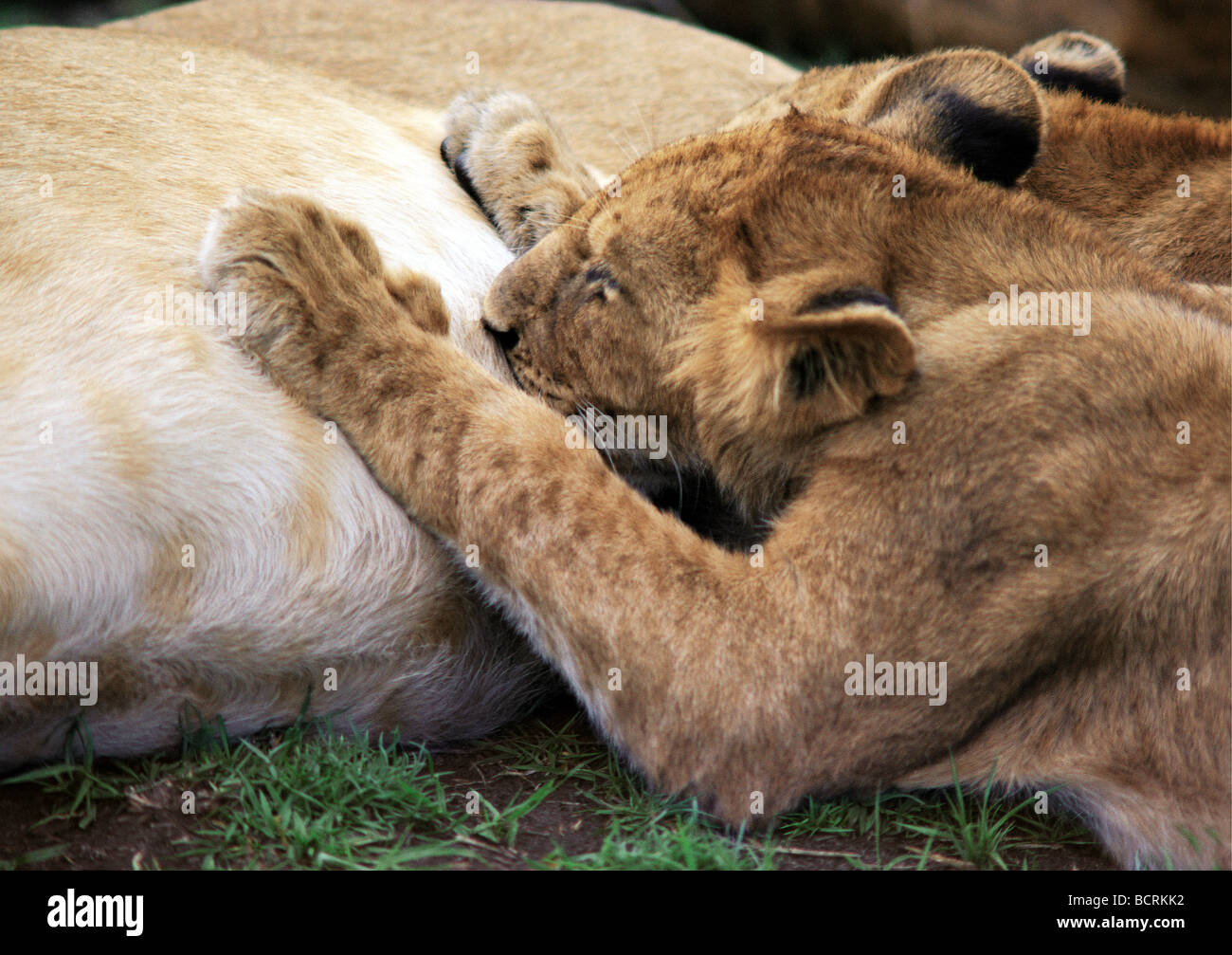 Close up di LION CUB lattante Masai Mara riserva nazionale del Kenya Africa orientale Foto Stock