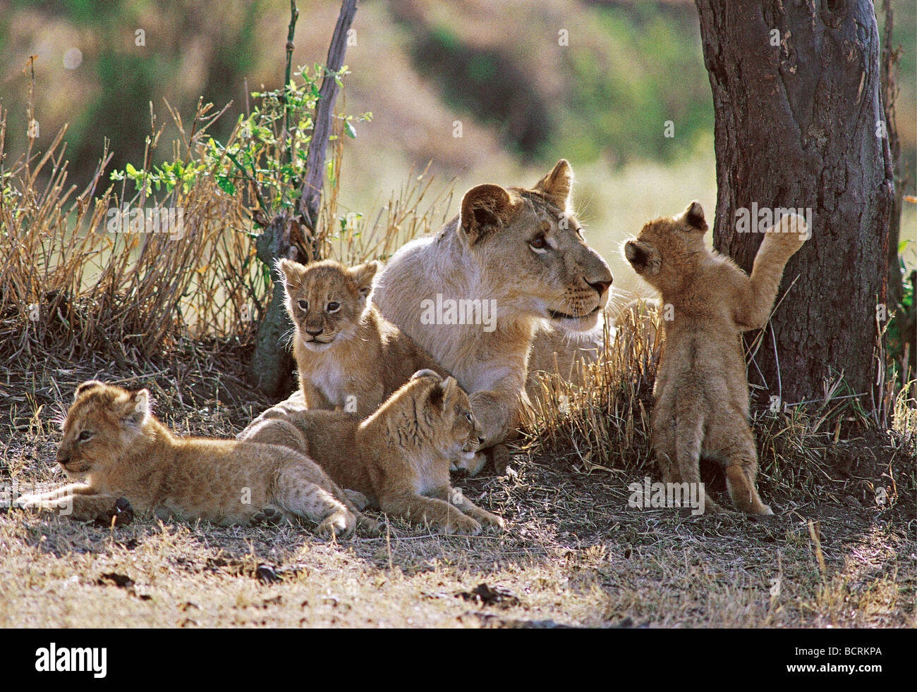 Giovane maschio lion sette mesi di socializzare con quattro giovani cubs Masai Mara riserva nazionale del Kenya Africa orientale Foto Stock