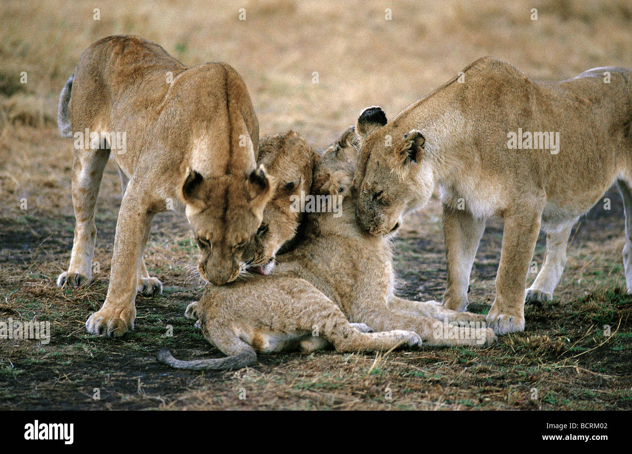 Leonessa e lupetti leccare e pulizia di ogni altro dopo la pioggia Masai Mara riserva nazionale del Kenya Africa orientale Foto Stock