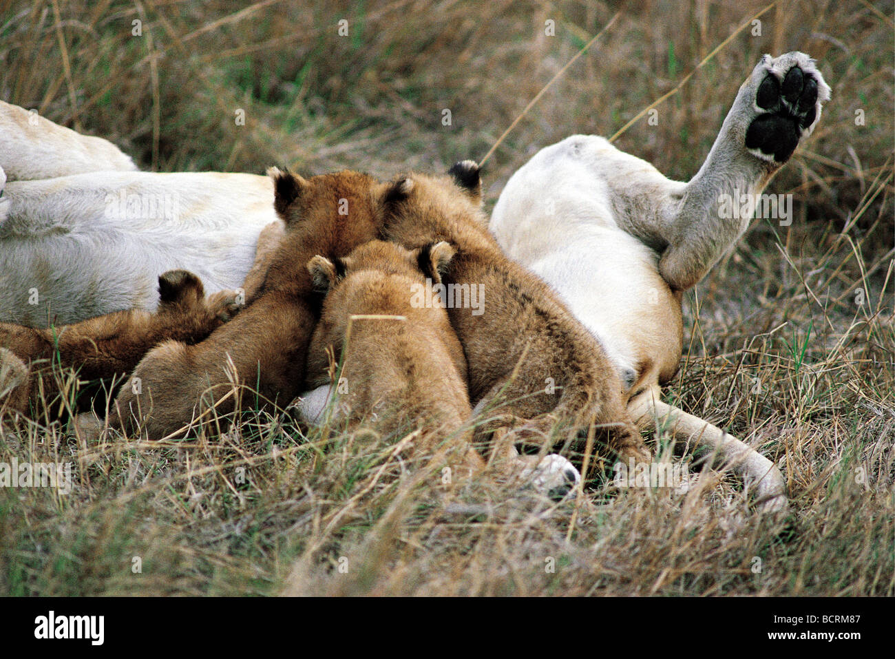 Close up della leonessa lattante quattro piccole Cubs Masai Mara riserva nazionale del Kenya Africa orientale Foto Stock