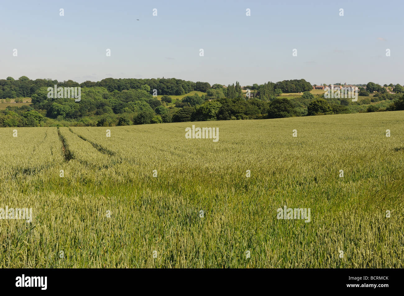In giugno glorioso sole un wheatfield matura lentamente Foto Stock