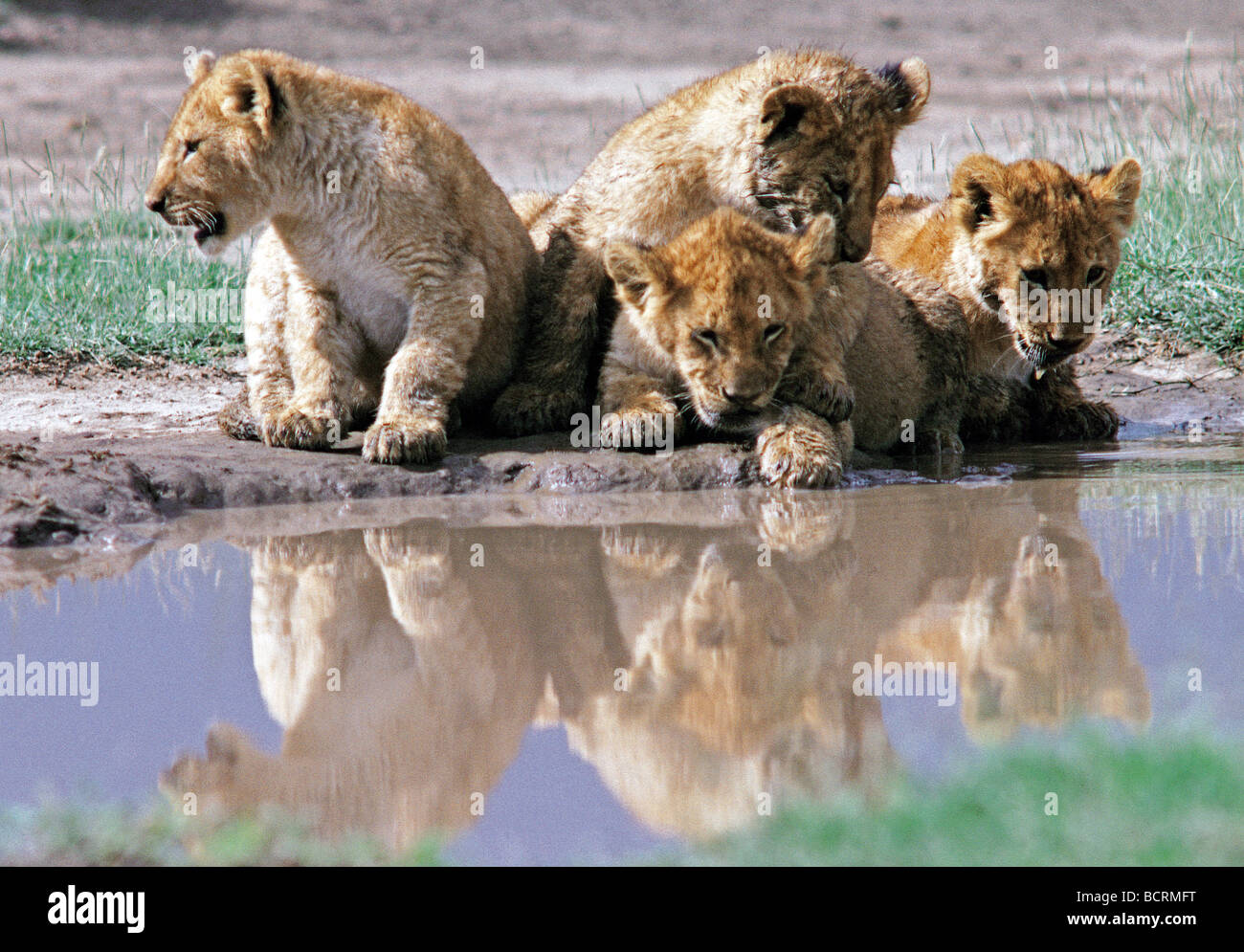 Lion cubs guardando le loro riflessioni a lato della piscina Parco Nazionale del Serengeti Tanzania Africa orientale Foto Stock