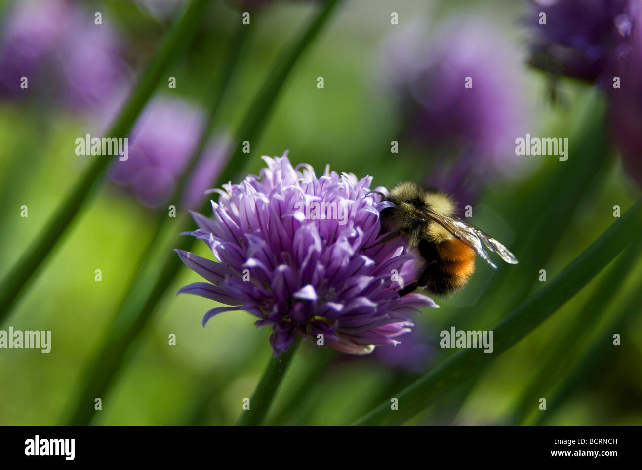 Close up - Bee la raccolta di nettare da un erba cipollina Foto Stock