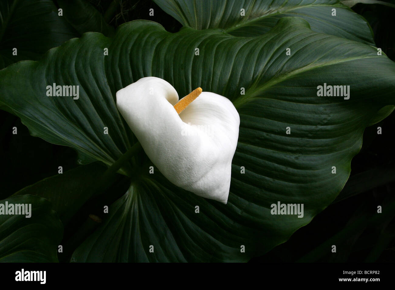 White Arum Lily Zantedeschia aethiopica prese a Calderstones Park, Liverpool, Regno Unito Foto Stock