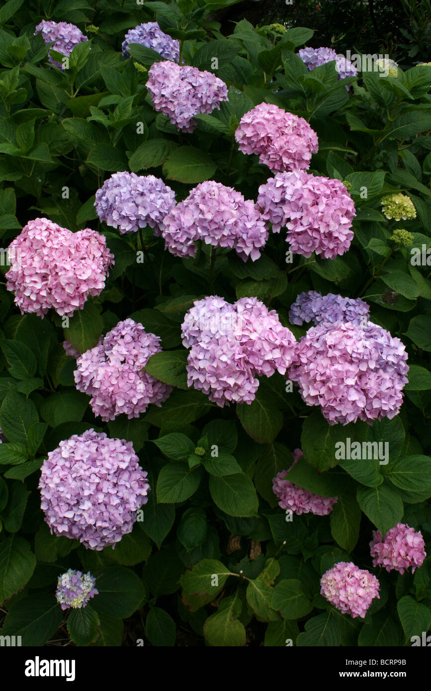 Hydrangea macrophylla 'Leuchtfeuer' presi in Croxteth Hall giardino murato, Liverpool, England, Regno Unito Foto Stock