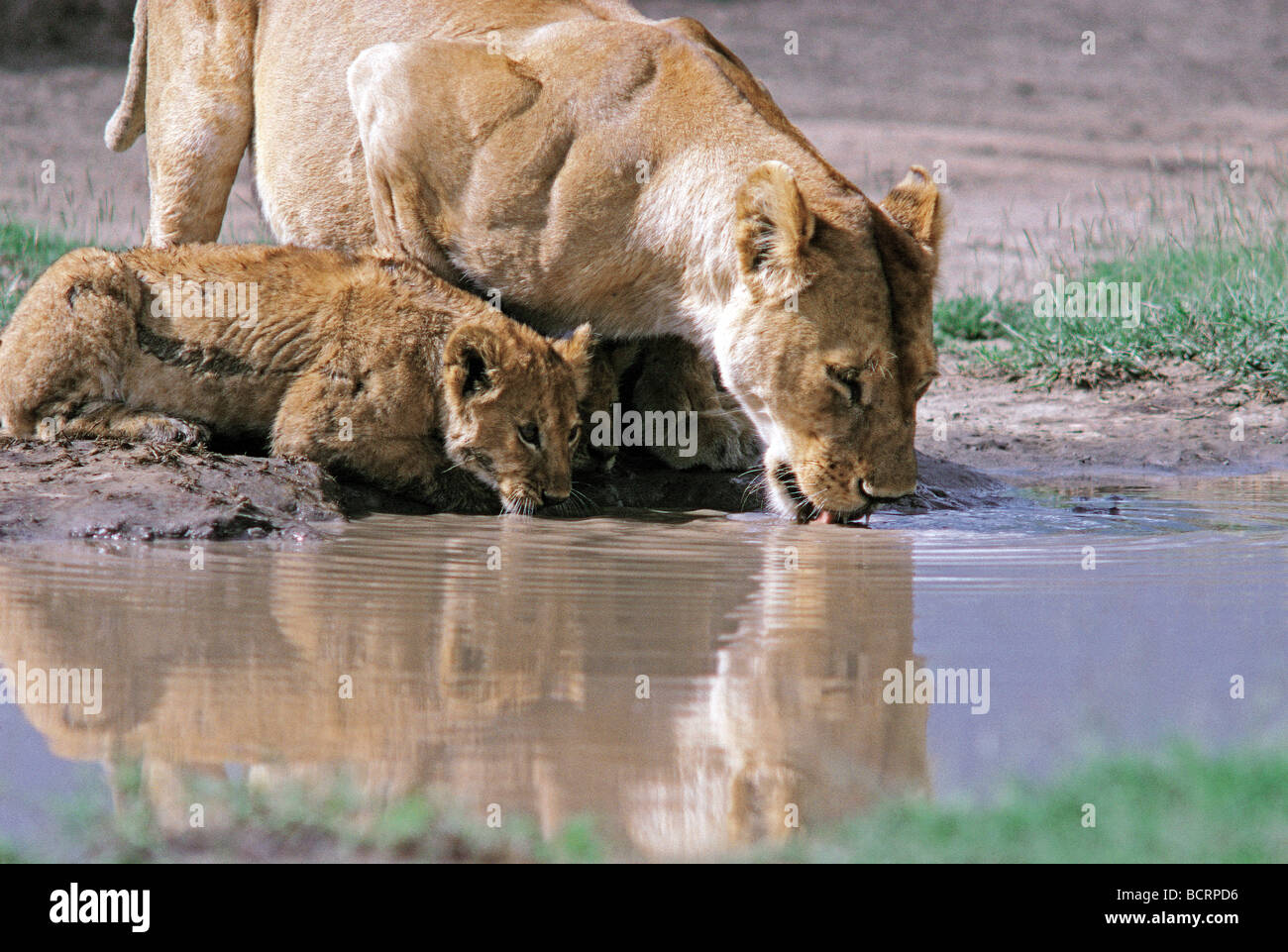 Leonessa a bere alla piscina mentre cub prende ombra sotto il suo Parco Nazionale del Serengeti Tanzania Africa orientale Foto Stock