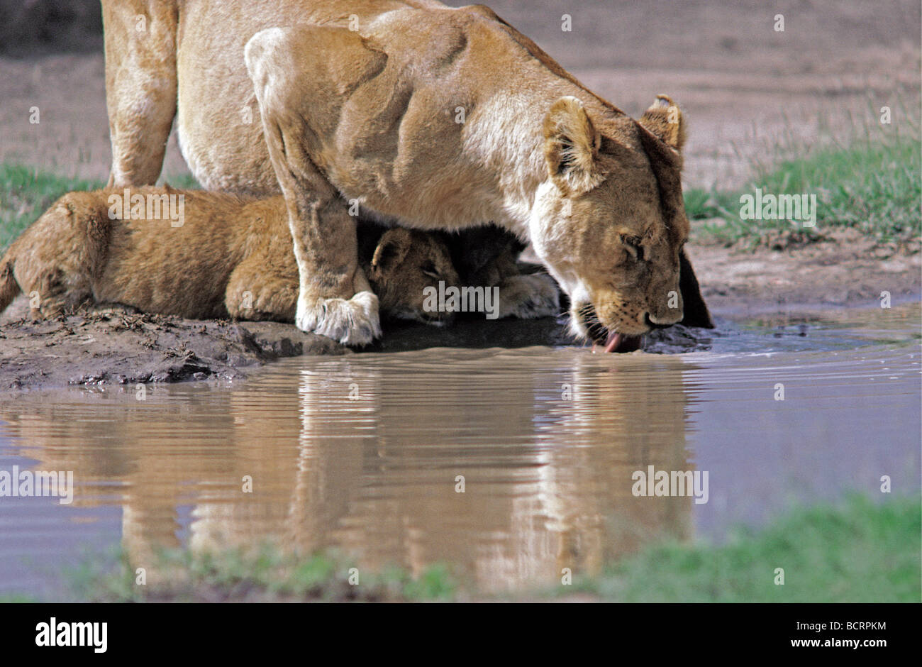 Leonessa a bere ad una piscina mentre cub prende ombra sotto il suo Parco Nazionale del Serengeti Tanzania Africa orientale Foto Stock