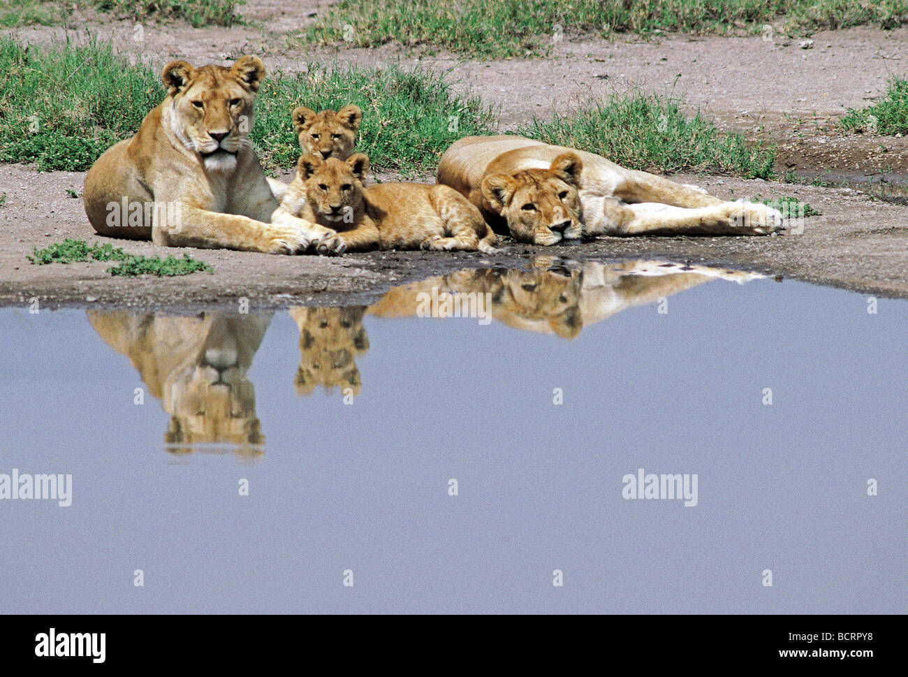 Due leonesse e due cuccioli con le loro riflessioni a una piscina nel parco nazionale del Serengeti Tanzania Africa orientale Foto Stock