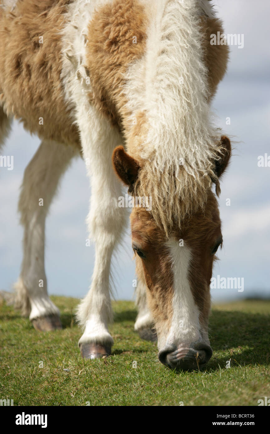 Area di Dartmoor, Inghilterra. Feral Dartmoor pony pascolano all'interno del Parco Nazionale di Dartmoor. Foto Stock
