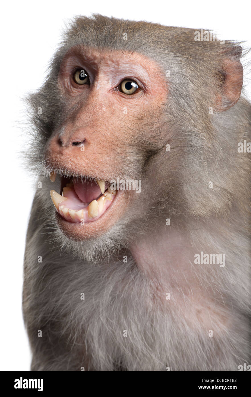 Macaco Rhesus, macaca mulatta, di fronte a uno sfondo bianco, studio shot Foto Stock