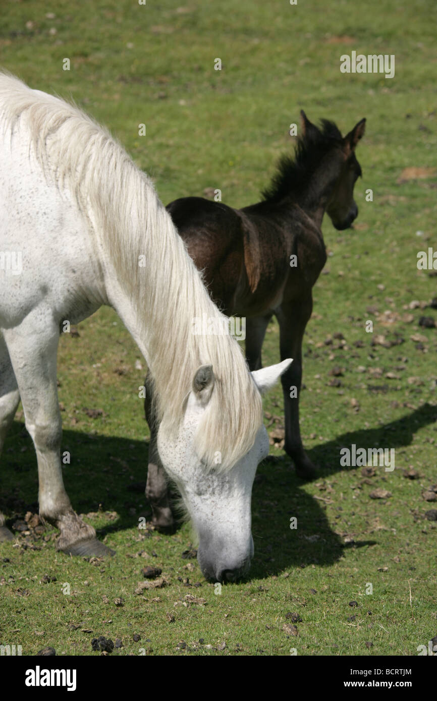 Area di Dartmoor, Inghilterra. Un pony Dartmoor madre e puledro sul Parco Nazionale di Dartmoor. Foto Stock