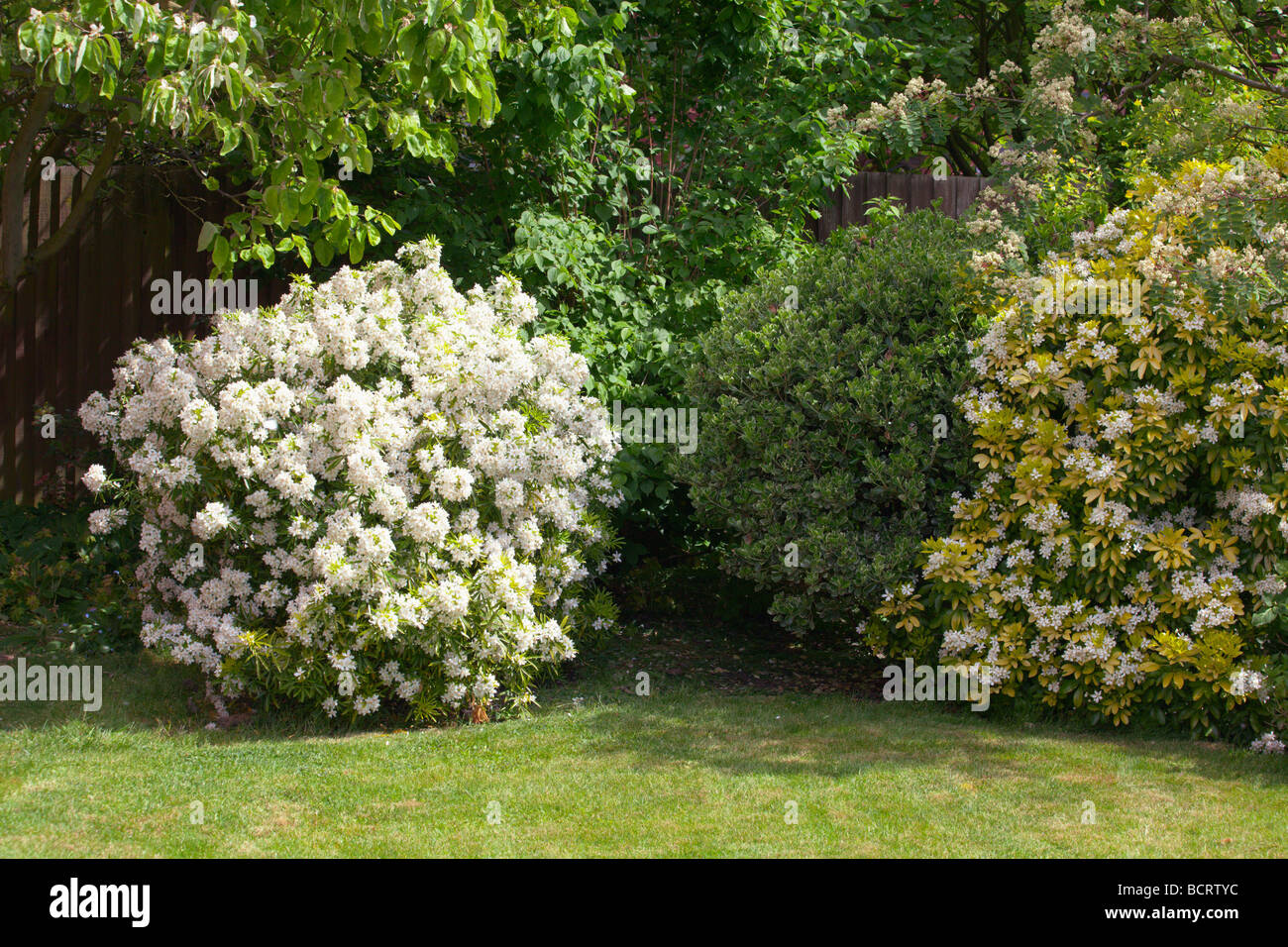 Choisya ternata Aztec Pearl e Sundance Foto Stock