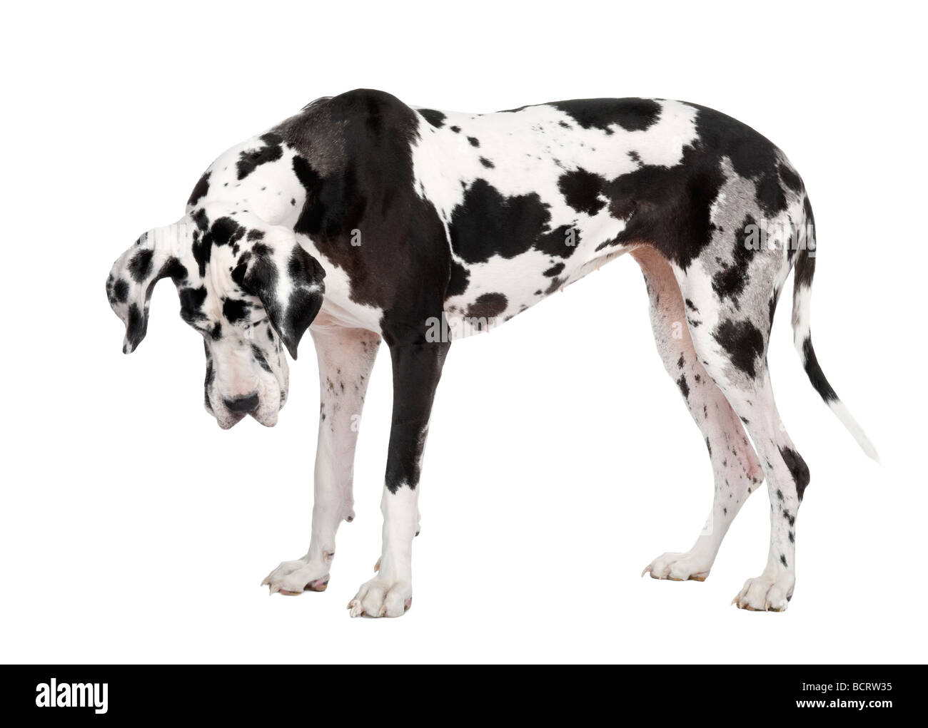Arlecchino Alano, 4 anni, di fronte a uno sfondo bianco, studio shot Foto Stock