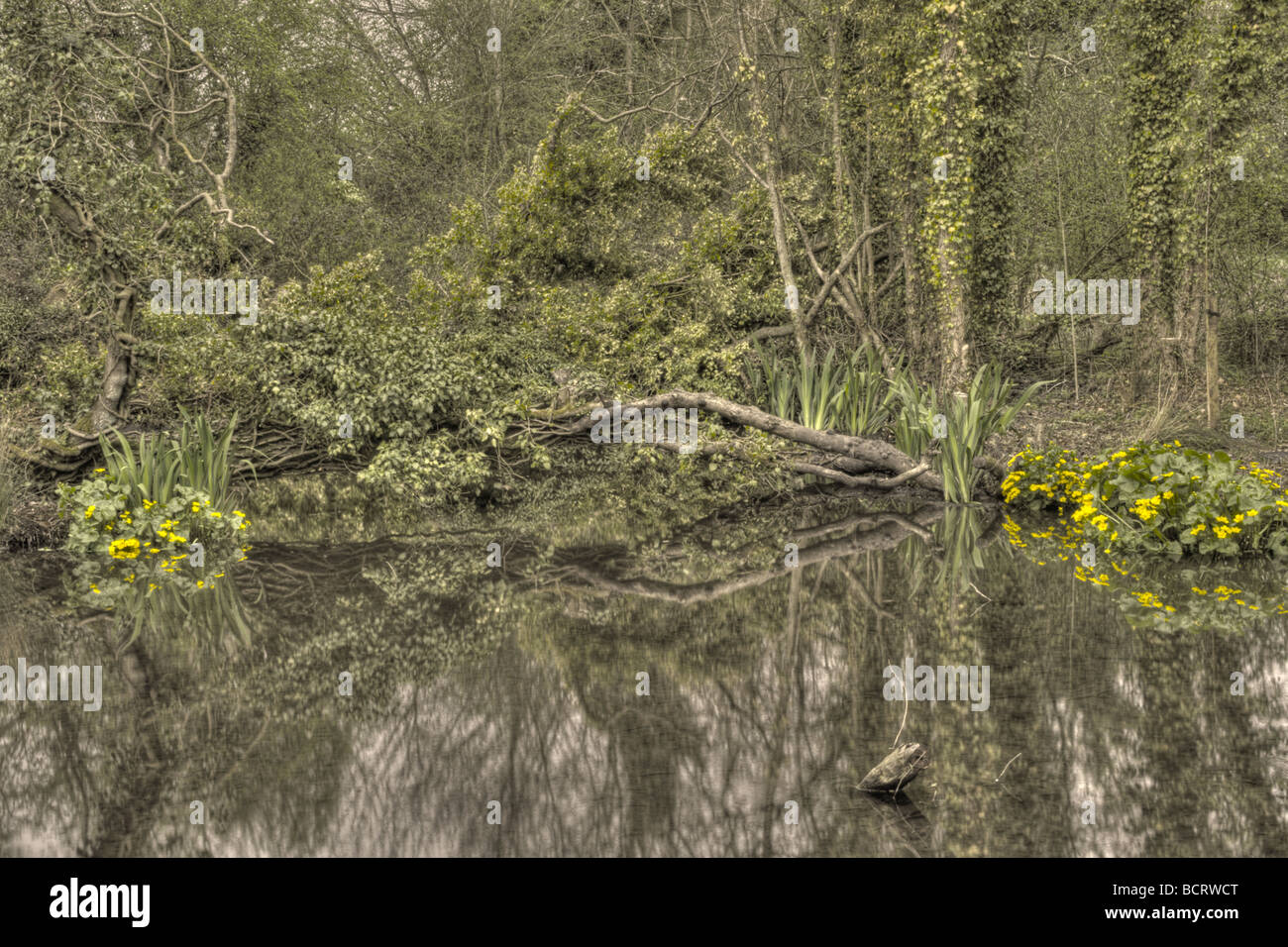 Foresta di Lenham Bog nel Kent Foto Stock
