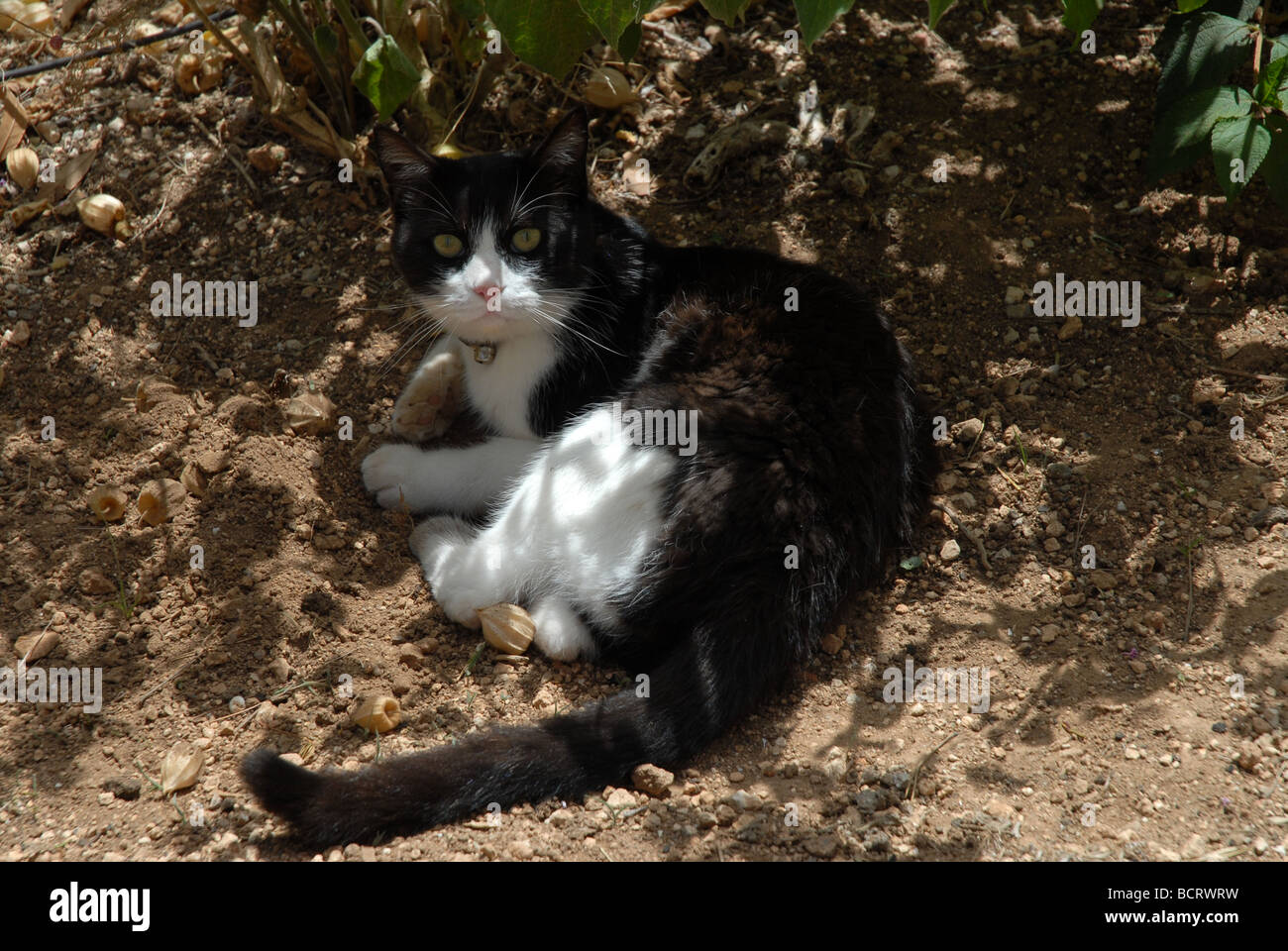 Black & White cat, che giace sotto un cespuglio in ombra Foto Stock