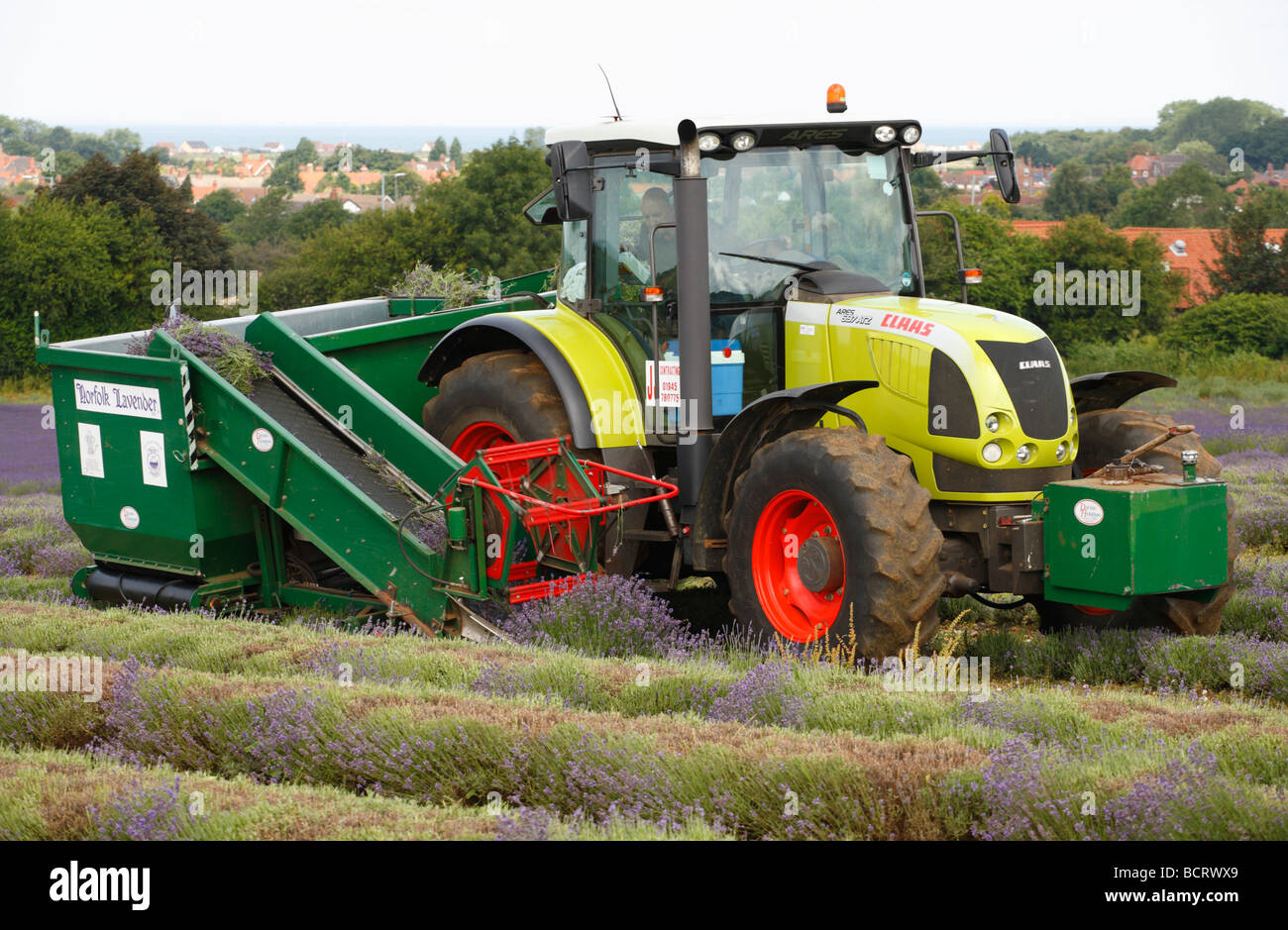 Conducente del trattore il taglio di lavanda a Heacham in Norfolk. Foto Stock