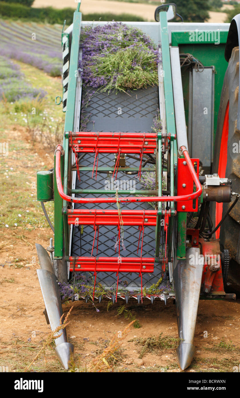 Macchinari agricoli usati nel raccolto della lavanda a Heacham, Norfolk. Foto Stock