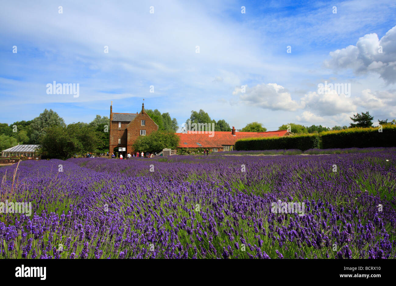 Norfolk Lavender Farm a Caley Mill, Heacham. Foto Stock