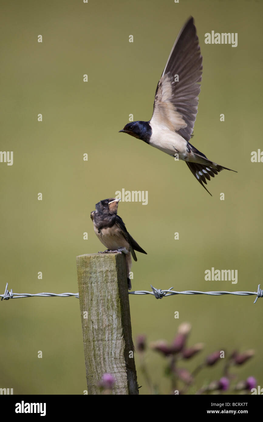Barn Swallow ("Hirundo rustica") neonata tempo di alimentazione, appollaiato sul palo da recinzione. Adulto battenti nelle vicinanze 97134 Verticale Rondini Foto Stock
