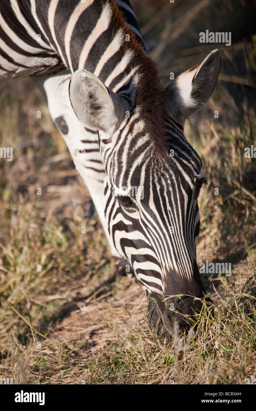 La Burchell Zebra nella zona di Xakanaxa del Moremi Game Reserve nel nord del Botswana. Foto Stock