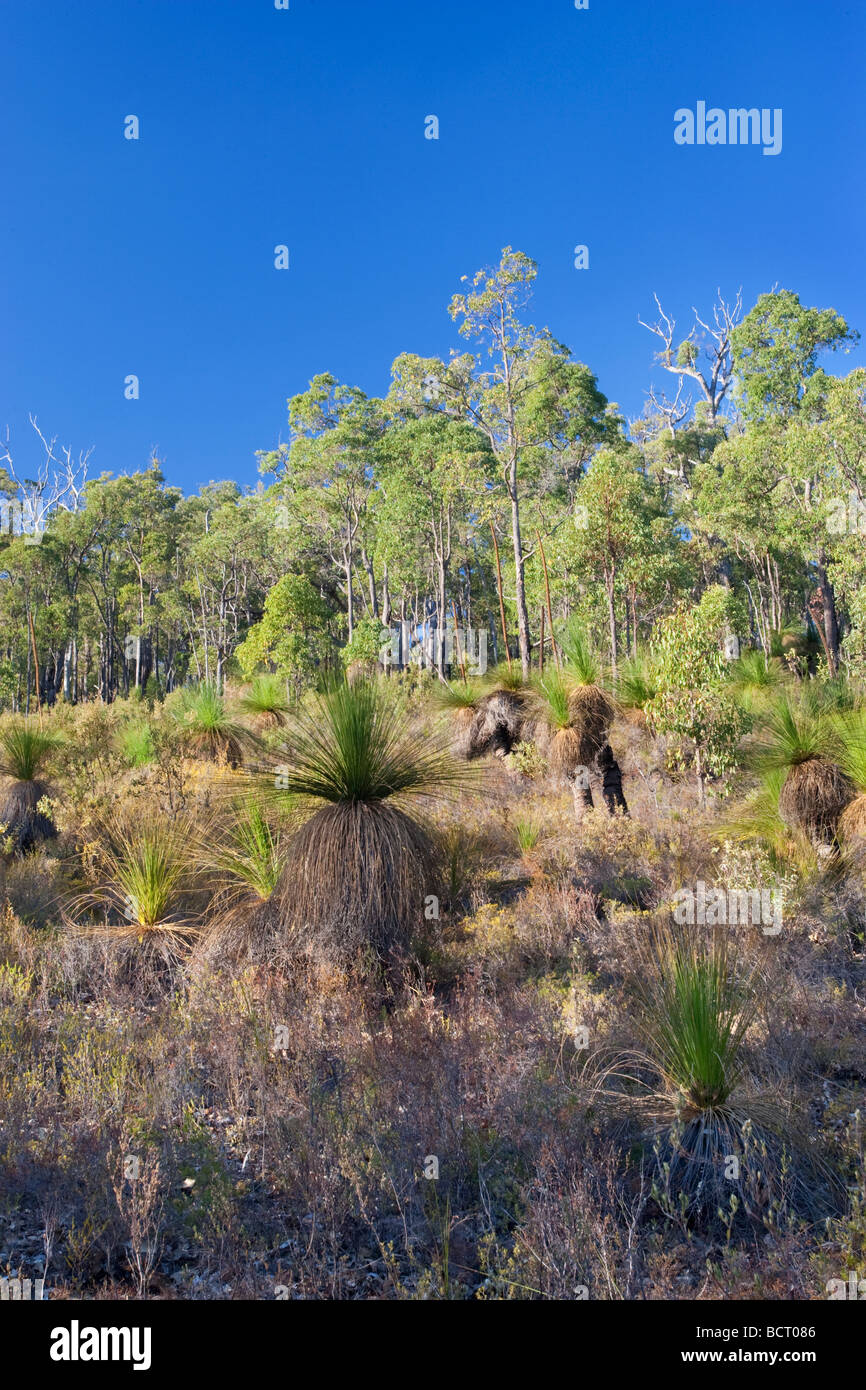 Alberi di erba (Xanthorrhoea preissii noto anche come balga, formalmente come blackboy) cresce nella foresta di eucalipti nell'sulle colline di Perth. Foto Stock